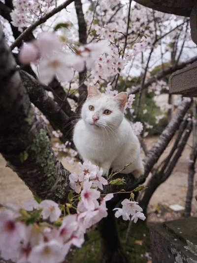 桜の花を見つめている▶顔がすごいことに！（⇒次へ）