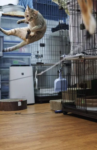 ダイナミックなジャンプショット▶ふわふわ毛並みの猫ちゃん（⇒次へ）
