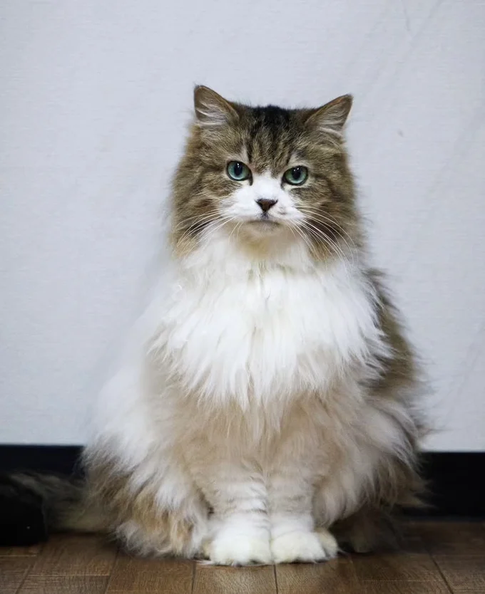 おすましショット▶(次画像から「猫あるある」なエピソードが満載『レオとシロウのドタバタ猫日記』が読めます)