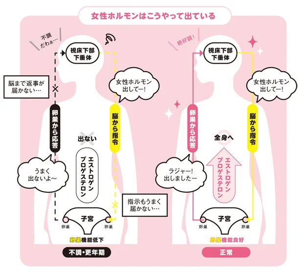 【図を見る】脳と女性ホルモンには密接な関係が