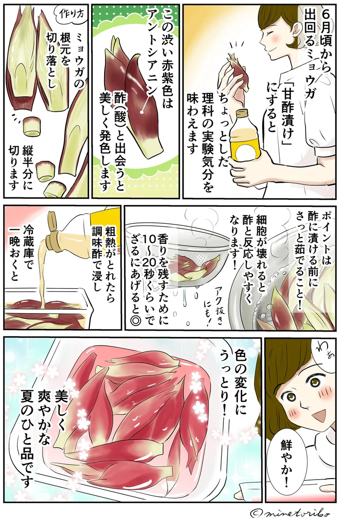 6月頃から出回るミョウガ