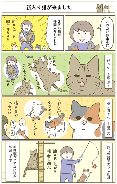 新入り猫が来ました