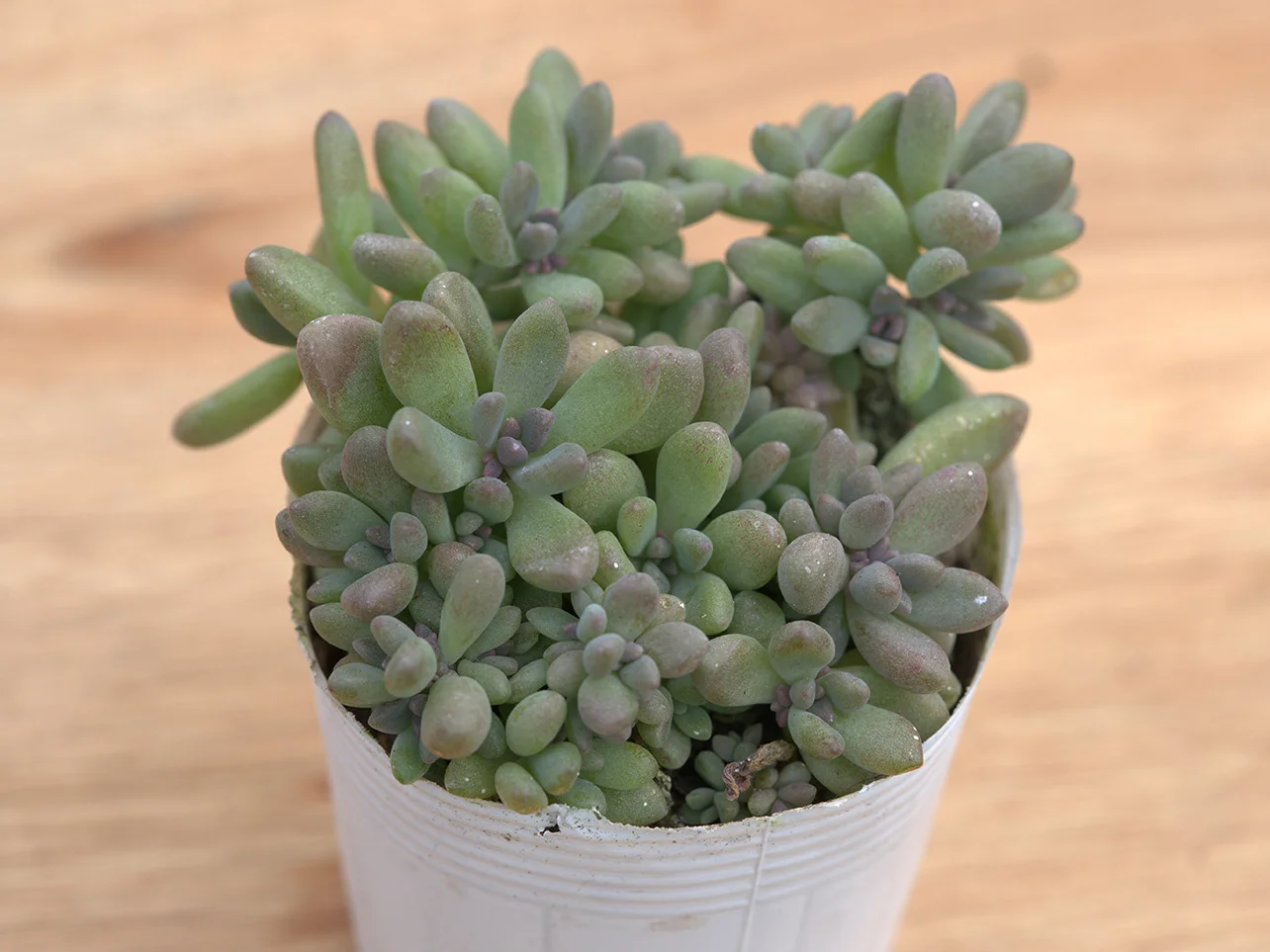 新しい趣味に、毎日の癒しに！増やして楽しむ「多肉植物」がいま密かな