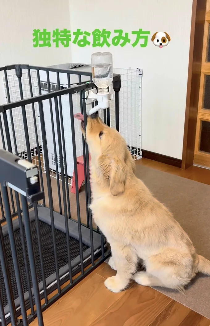 独特な飲み方をしている▶（次画像からマイペースな柴犬のコミックエッセイ『柴犬ぽんちゃん、今日もわが道を行く』が読めます）