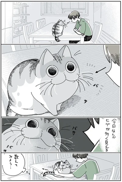 ネコのヒゲを数えたい