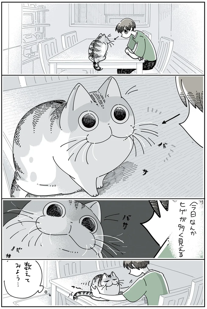 ネコのヒゲを数えたい
