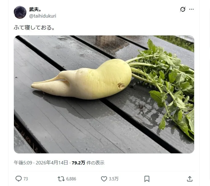 ふて寝する大根!?▶どこか親しみを感じる姿の大根(⇒次へ)