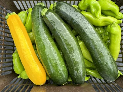 黄色のズッキーニもおいしそう♪▶クワガタが遊びにきました（⇒次へ）