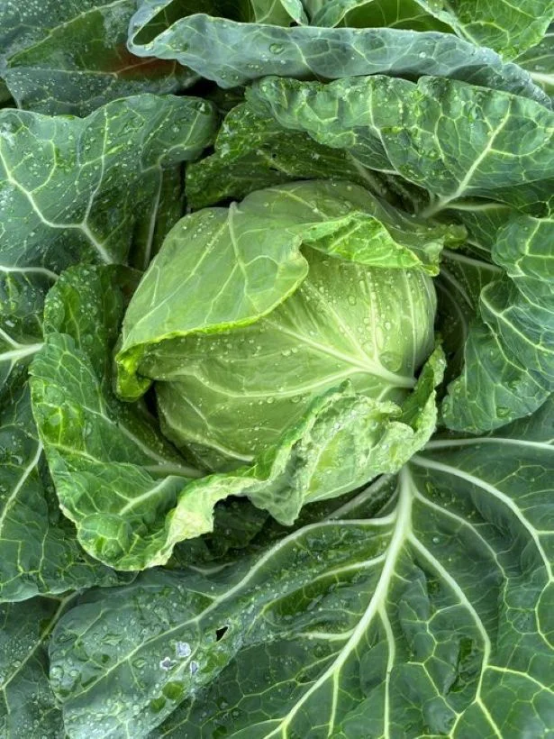 みずみずしくておいしそうです！▶（次画像から旬の野菜1週間使い切りレシピが満載！『おひとりさまのあったか1ヶ月食費2万円生活　四季の野菜レシピ』が読めます）