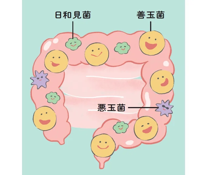 腸内細菌のバランスがよくなり、善玉菌が増えると、腸が正常に働くようになる