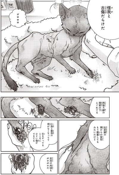 脚の関節の下えぐれてる