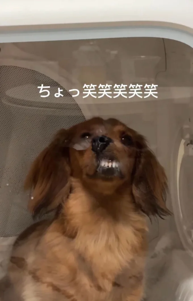 ドライハウスの中で、鼻を押し付け前歯を全開にしている(⇒次へ)