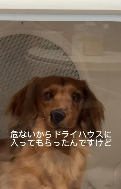 ガラス扉に鼻を押し付けている▶飼い主さんが声をかけると…（⇒次へ）