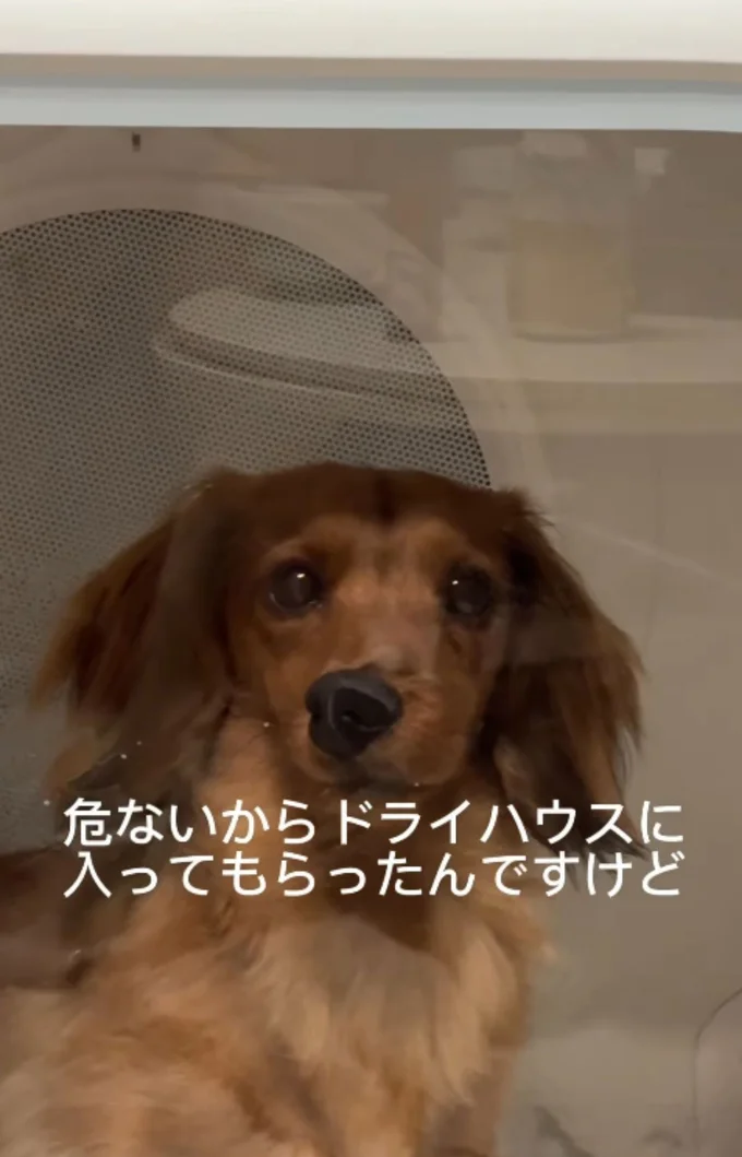 ガラス扉に鼻を押し付けている▶飼い主さんが声をかけると…(⇒次へ)