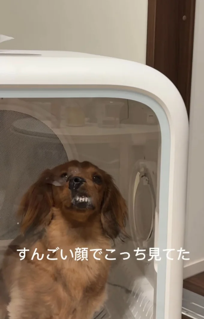 「出して…」と言いたそうな表情▶モジーくんの愛らしい様子(⇒次へ)