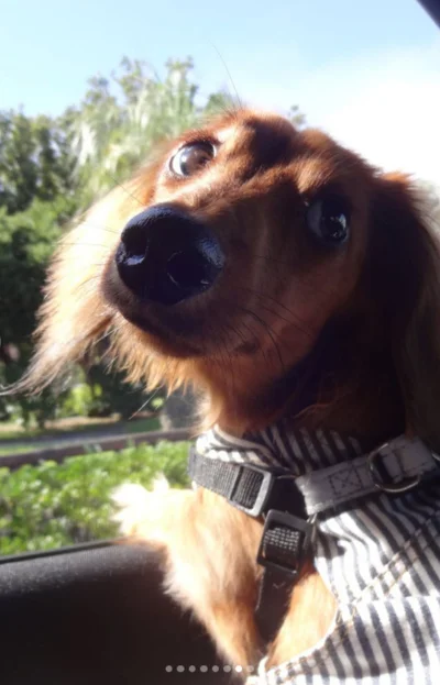 窓際から振り向く▶（次画像からマイペースな柴犬のコミックエッセイ『柴犬ぽんちゃん、今日もわが道を行く』が読めます）（⇒次へ）