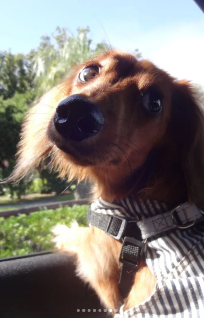 窓際から振り向く▶(次画像からマイペースな柴犬のコミックエッセイ『柴犬ぽんちゃん、今日もわが道を行く』が読めます)(⇒次へ)