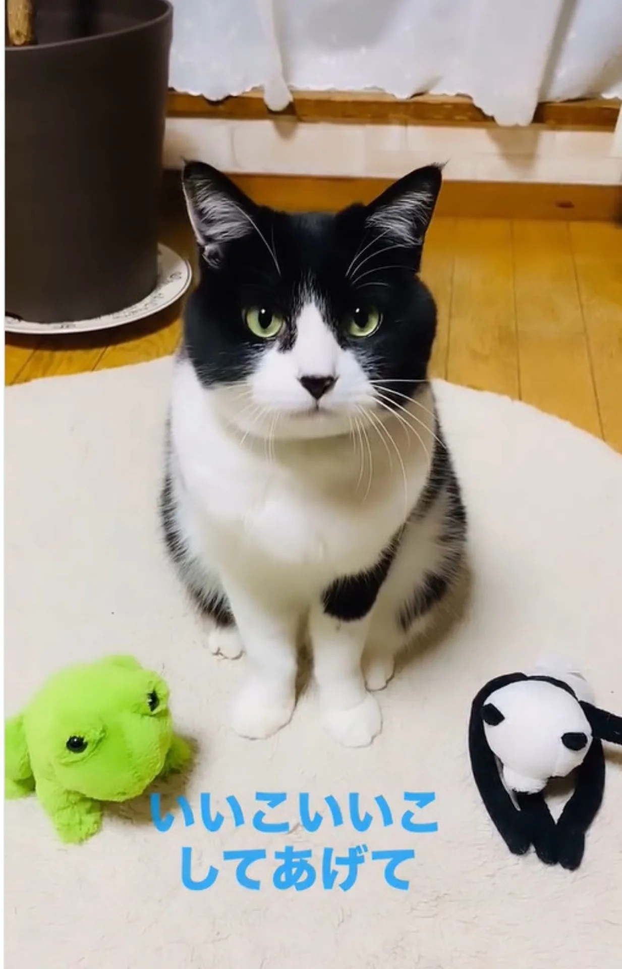 簡単なトレーニングでできるようになる…⁉ まさかの行動をする猫ちゃん