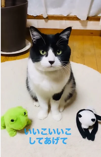 簡単なトレーニングでできるようになる…⁉ まさかの行動をする猫ちゃんに「天才か」「まるで飼い主のよう」