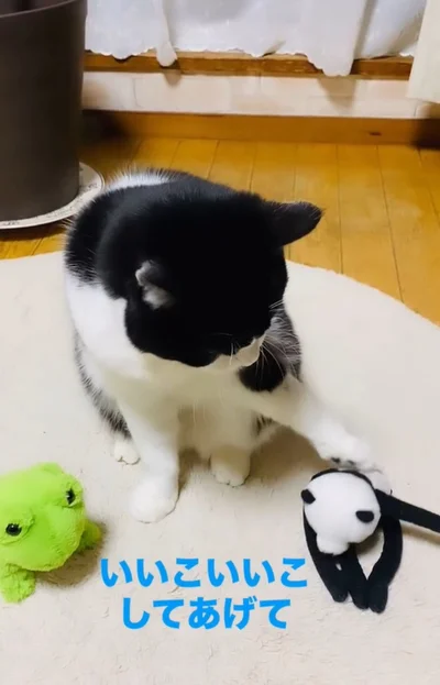 パンダのぬいぐるみにいいこいいこ▶リサイタルはいつですか？（⇒次へ）