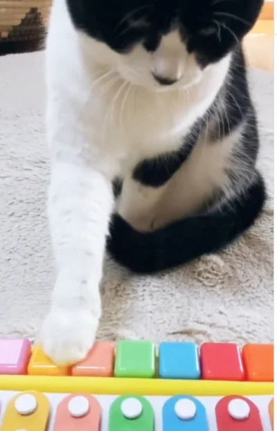 子ども用ピアノをぽんぽん▶鍵盤を叩く姿はまるで…（⇒次へ）