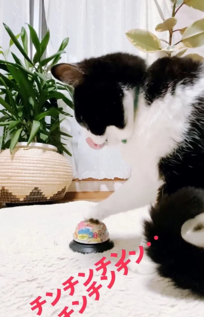 呼び鈴ベルをぽんぽん▶「にゃ〜」とひと鳴きすると…(⇒次へ)
