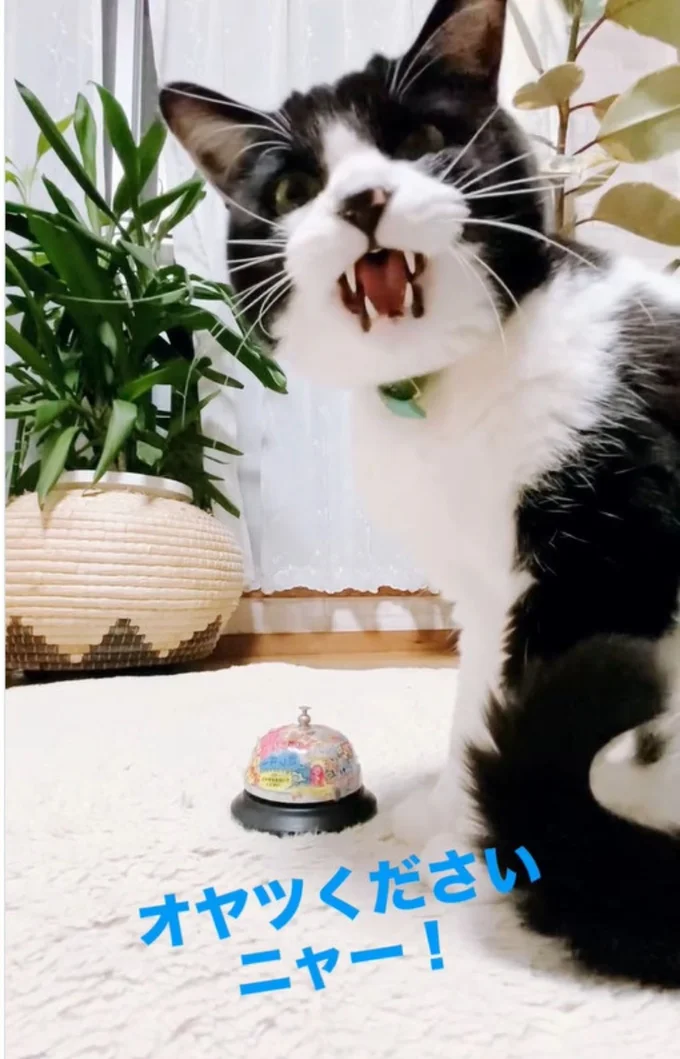 オヤツくださいニャー!▶トレーニングの賜物!?(⇒次へ)