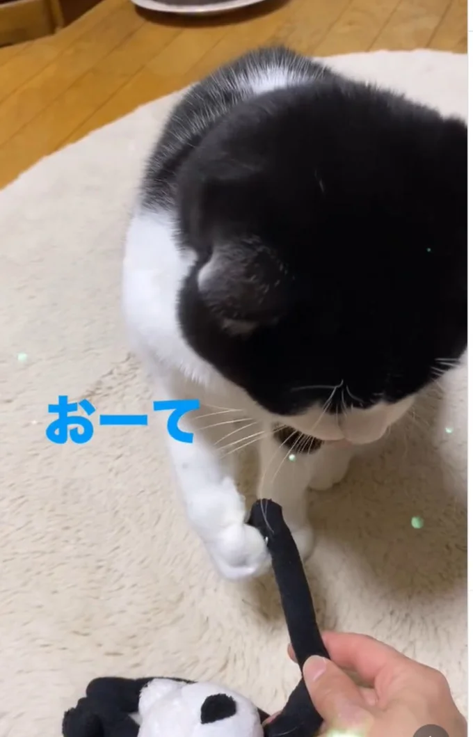 お手を披露▶次は…(⇒次へ)