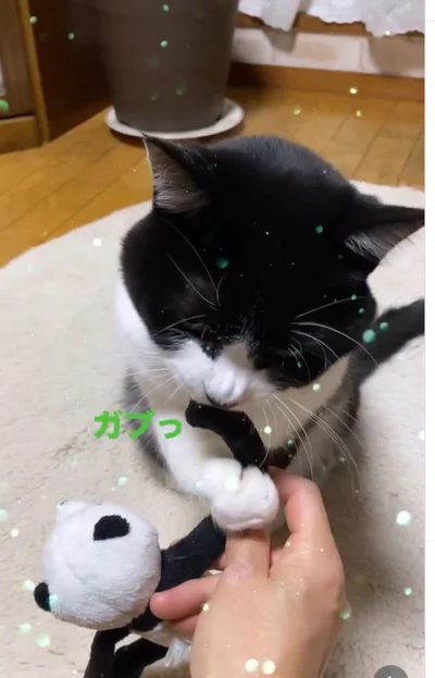 ぬいぐるみの手をがぶり▶最後には…（⇒次へ）