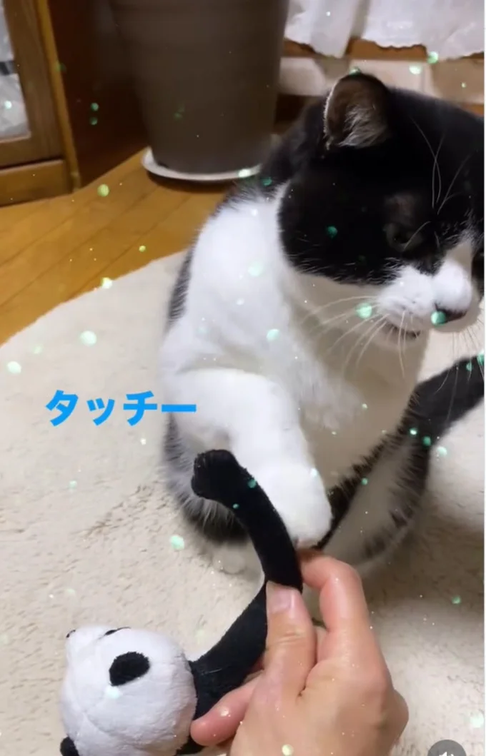 タッチ成功!▶(次画像から元保護猫の黒猫・ろんとの日常を描いた『黒猫ろんと暮らしたら6』が読めます)(⇒次へ)