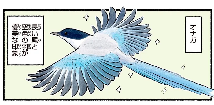 カラスの仲間だったの！？可愛い姿と鳴き声のギャップがひどいオナガ