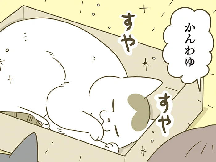 先輩猫のお気に入りボックスで眠る後輩猫。その愛らしさに飼い主は大喜びだけど