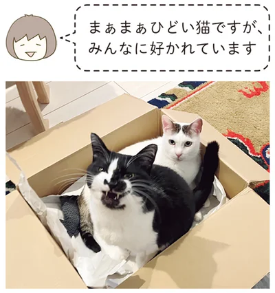まぁまぁひどい猫ですが