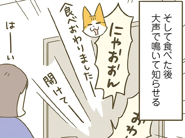 「ごはん食べ終わりました！」別室にいる飼い主に大声アピールする猫