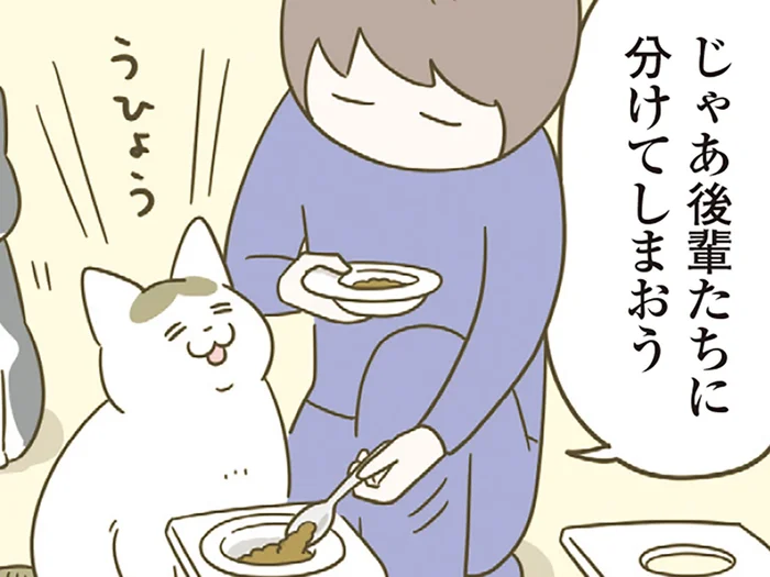 わがままな先輩猫がキャットフードを拒否！後輩猫に分け与えたら