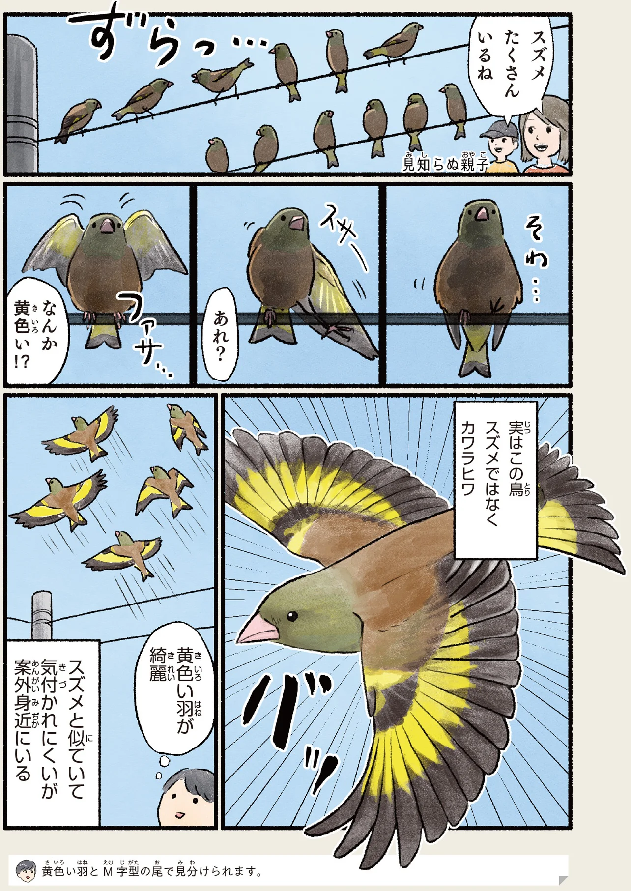 電線に留まっているのはスズメかな？実は黄色い羽のカワラヒワ