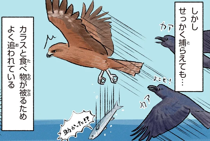 え！カラスに追われてる！？ハンティングが得意な猛禽類のトビ
