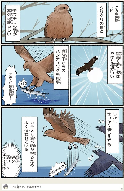 さすが猛禽類！