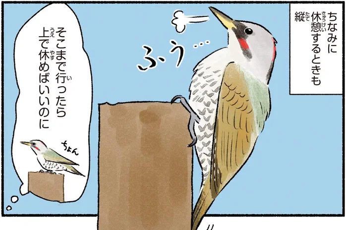 垂直に木登り！世界的にはレアだけど身近に見られるキツツキ・アオゲラ
