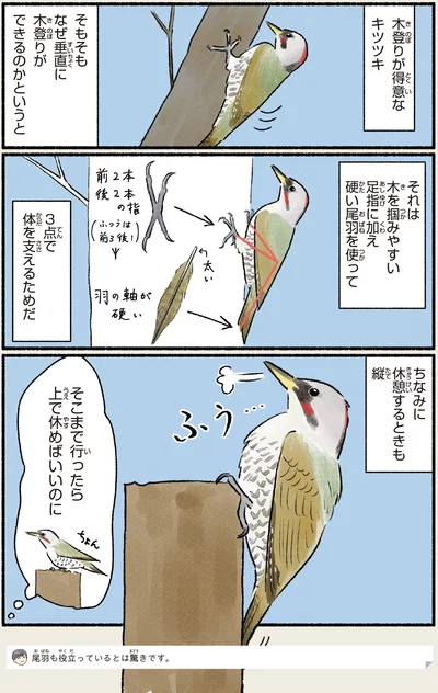 木登りが得意なキツツキ