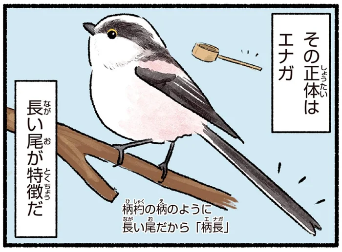 長い尾っぽが特徴のエナガ。春先に曲がった尾を見かける理由