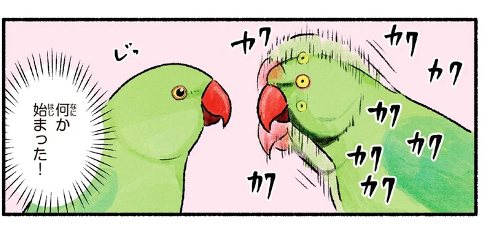 格好いい、のかな？ワカケホンセイインコのメスへのアピールダンス