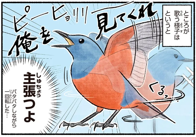 海岸で聞こえるイソヒヨドリの美声。しかし歌う様子はクセが強い