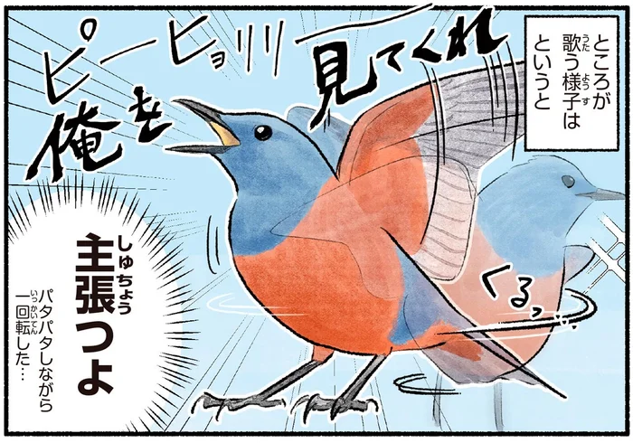 海岸で聞こえるイソヒヨドリの美声。しかし歌う様子はクセが強い