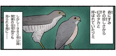 幻のタカと呼ばれていたツミ