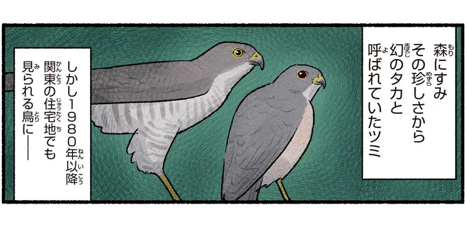 幻のタカと呼ばれていたツミ