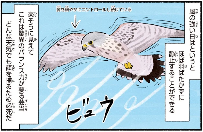 鳥が空中で止まってる？上空から獲物を探すチョウゲンボウかも！