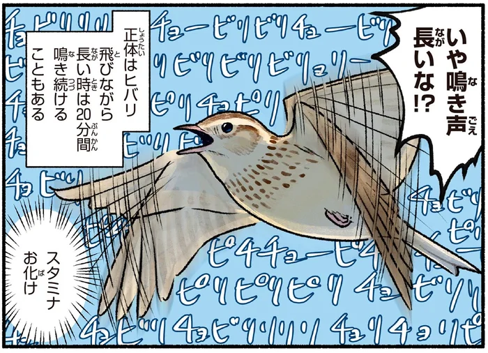 春告げ鳥のヒバリは驚異のスタミナ！20分間鳴き続けることも