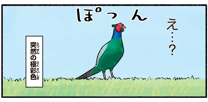 河川敷にキジが！？昔話ではお馴染みだけど、リアルで出合うとびっくり！