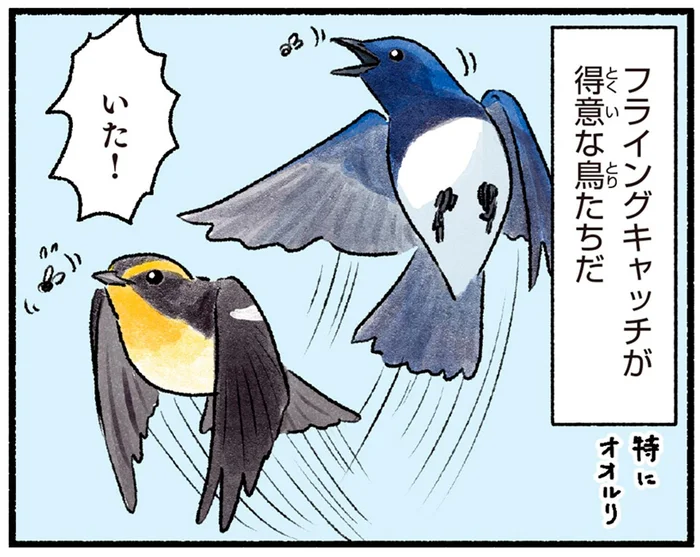 華やかな夏鳥オオルリ＆キビタキはフライングキャッチが見事！